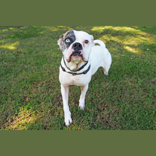 Photo of Gypsy