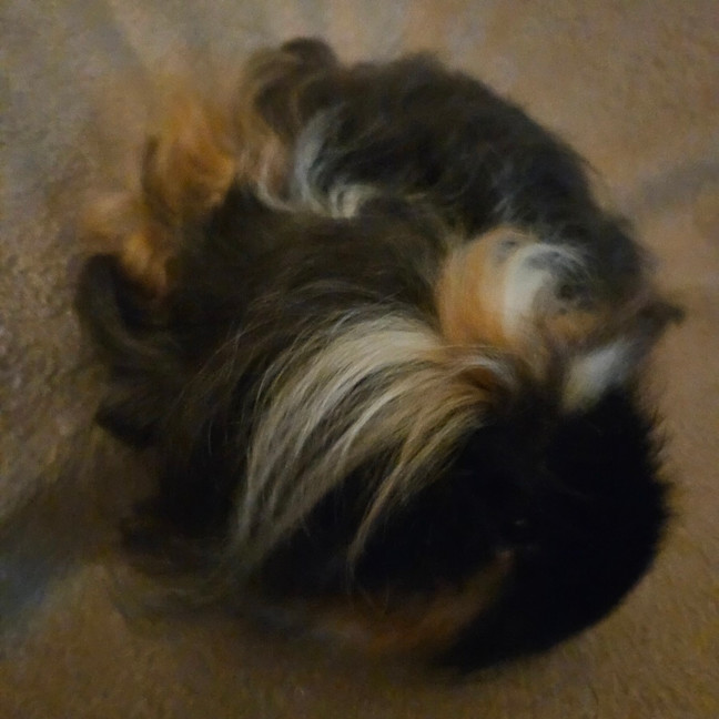 Photo of Ollie