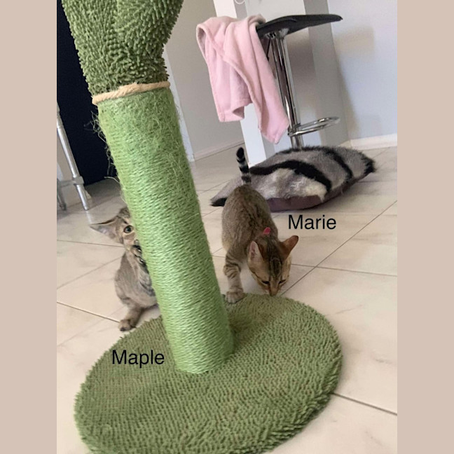 Photo of Maple 