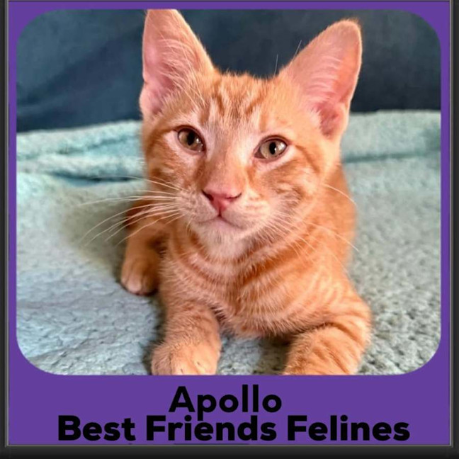 Photo of Apollo 
