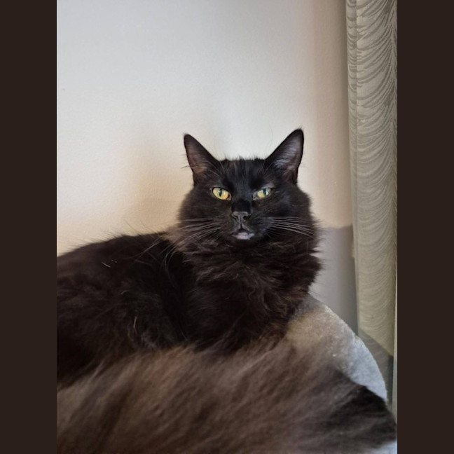 Photo of Thumper *9 Lives Project*