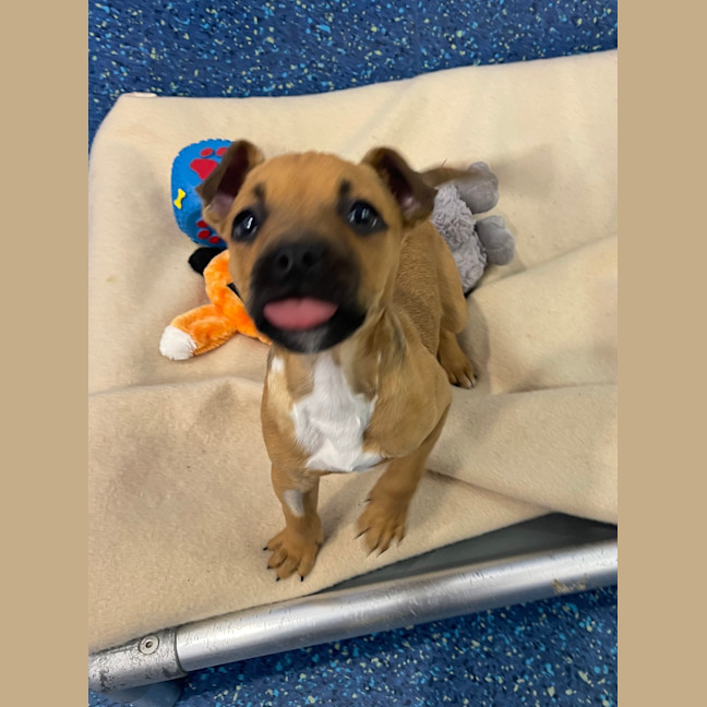 Photo of Tilly