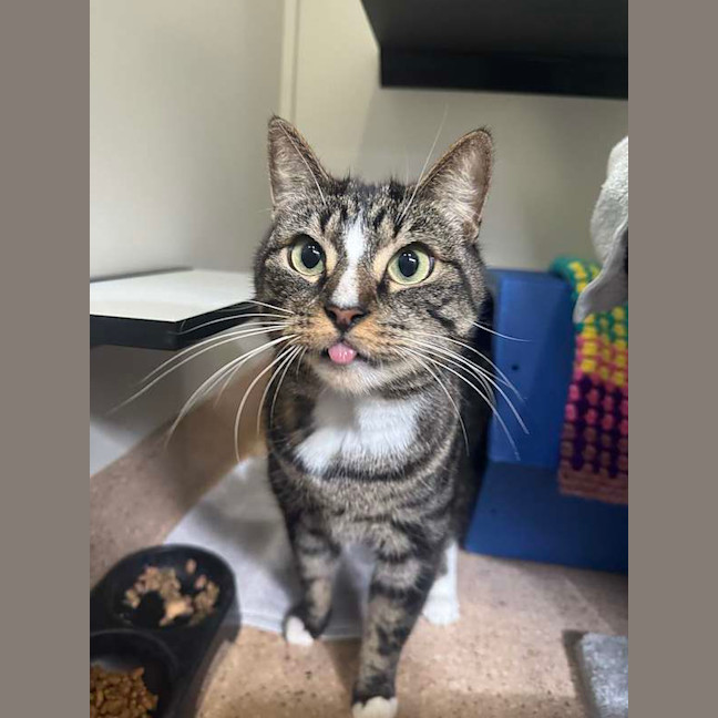 Photo of Thor