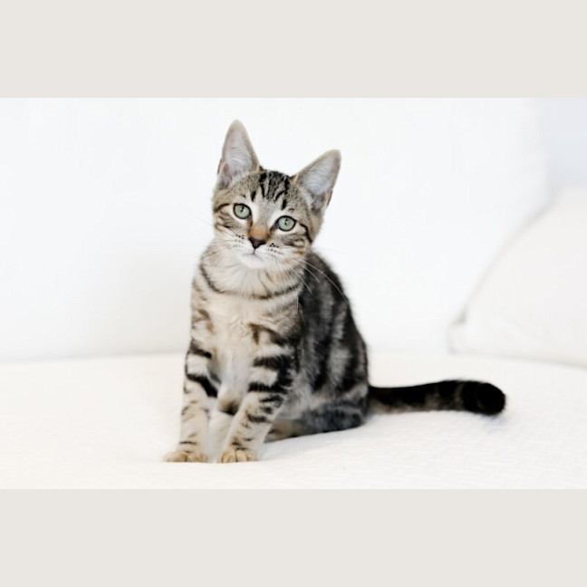 Photo of Pretzel