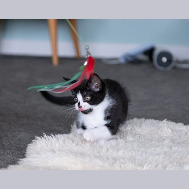 Photo of Pingu