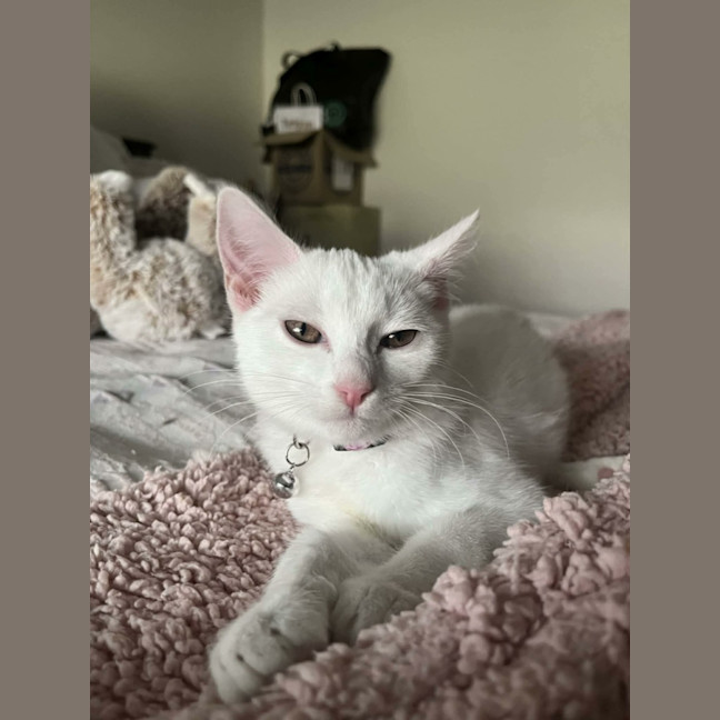 Photo of Vivi   In Foster Care In Avondale Heights