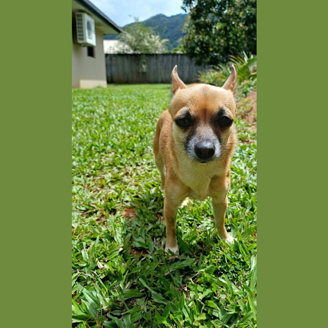 Photo of Gracie 