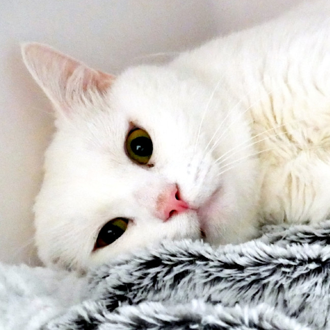 Photo of Marshmallow Sta012950