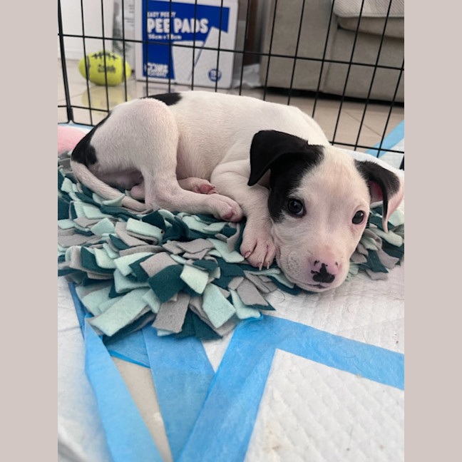 Photo of Abacus Crunch