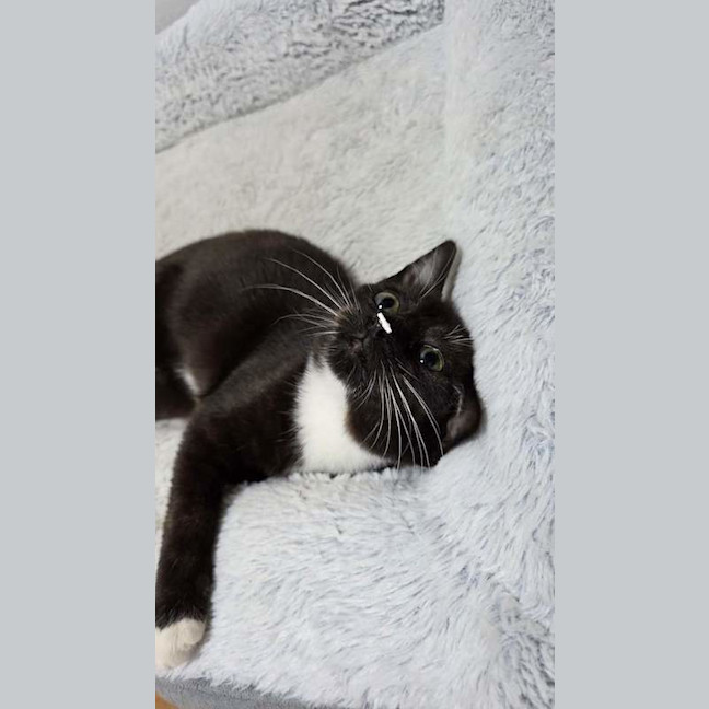 Photo of Clover