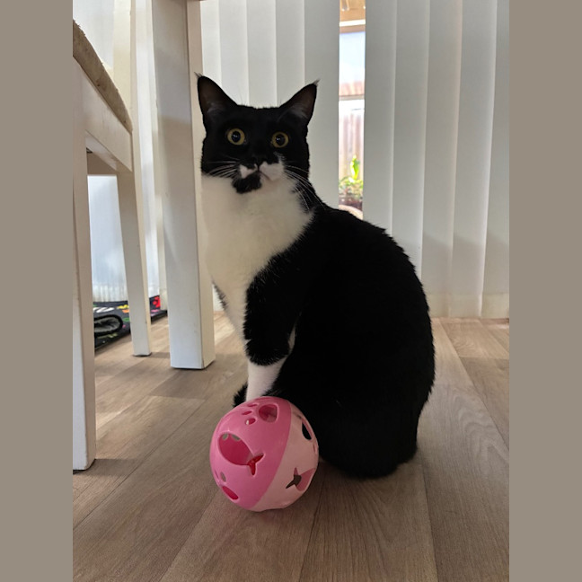 Photo of Baloo