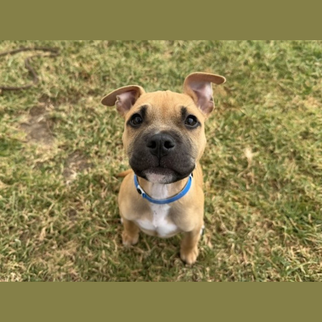 Photo of Olly Imp 862
