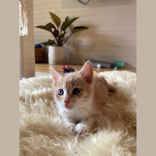 Photo of C1506 Austin