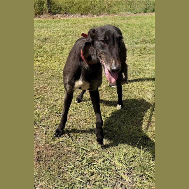 Photo of Dex