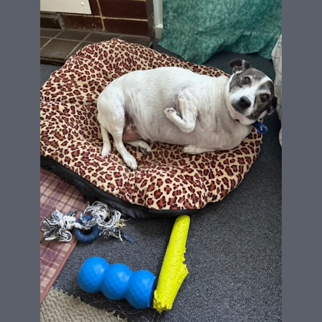 Photo of Rosie   12 Year Old Jack Russell