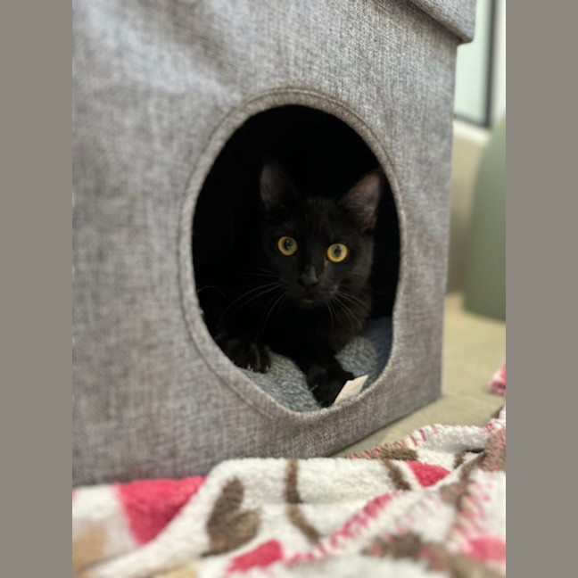 Photo of Hera