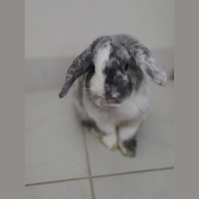 Photo of Pickles 