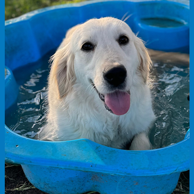 Photo of Bailey