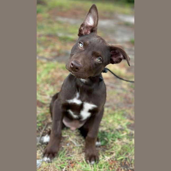 Photo of Chocolate Bean 