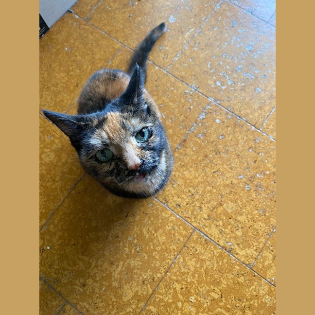 Photo of Leia