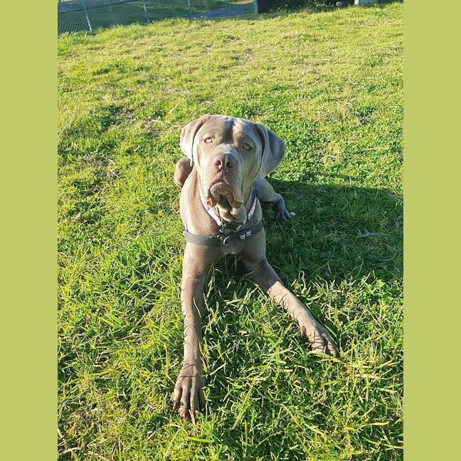 Photo of Luna