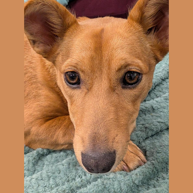 Photo of Honey   9 Month Old Kelpie X Jack Russell 