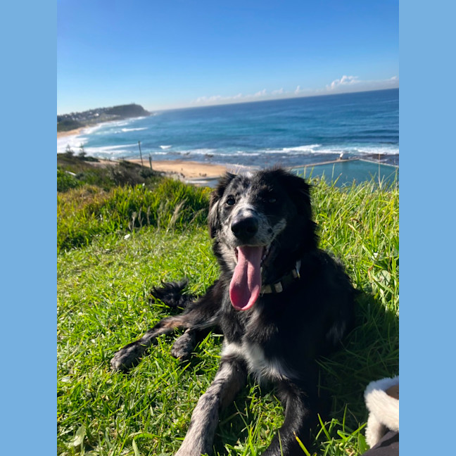 Photo of Winnie   8 Month Old Bordoodle