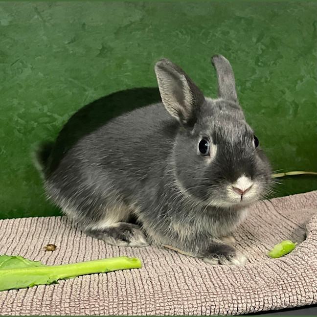 Photo of Ashee (Previously Omelette)