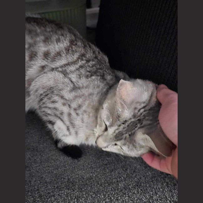 Photo of Mumma Noodle