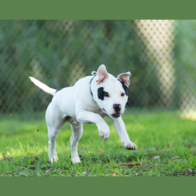 Photo of Loki