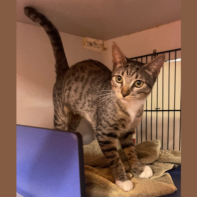 Photo of Maple