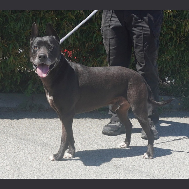 Photo of Turbo