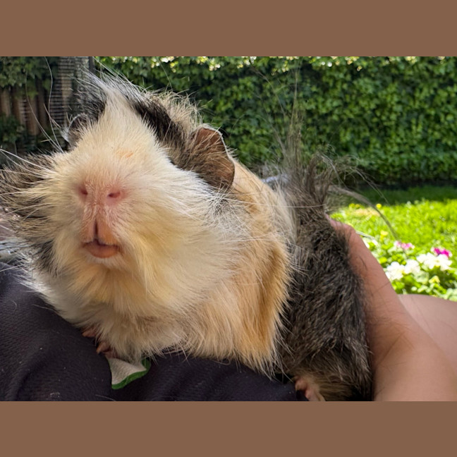 Photo of Mr Nibbles And Mr Patches