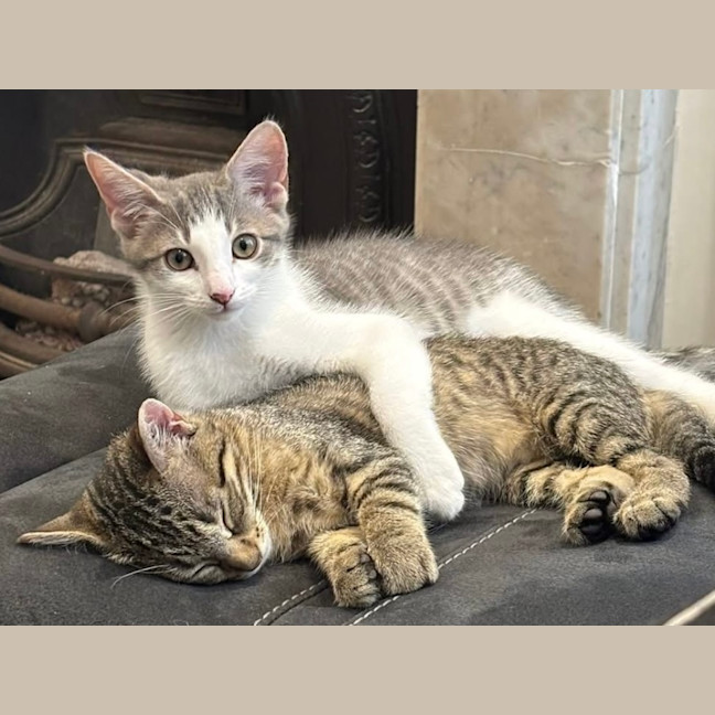 Photo of Toby (Short For Dweezlewamba)