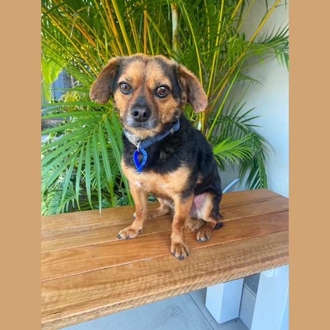 Photo of Barney   3 Year Old Chihuahua X Terrier