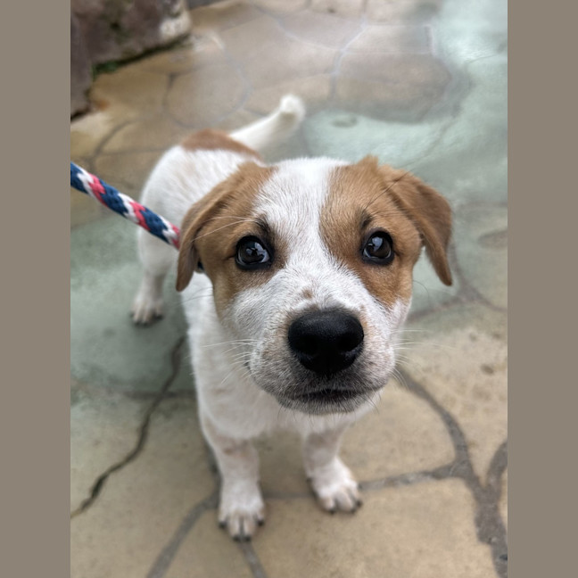 Photo of Rusty