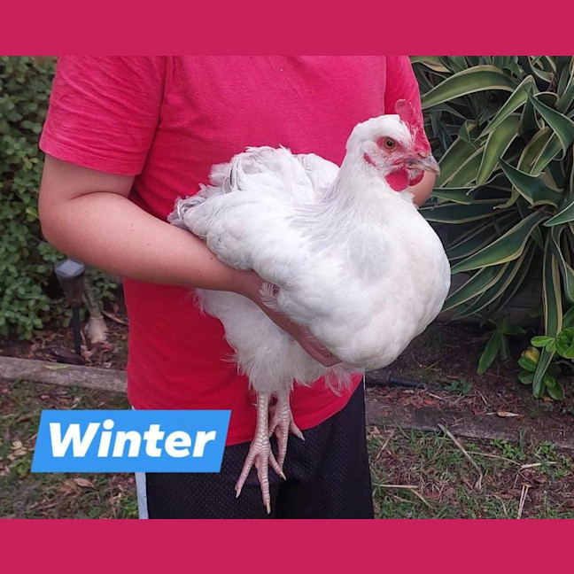 Photo of Winter   Coco And Sven