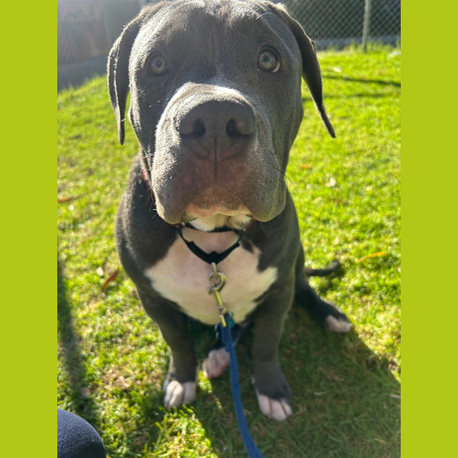 Photo of Phantom