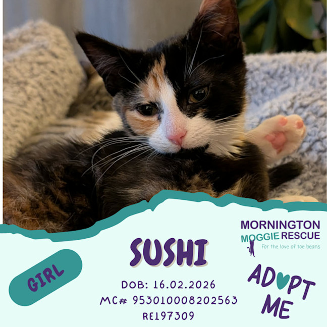 Photo of Sushi