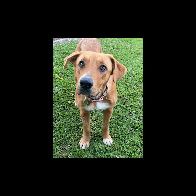 Photo of Honey