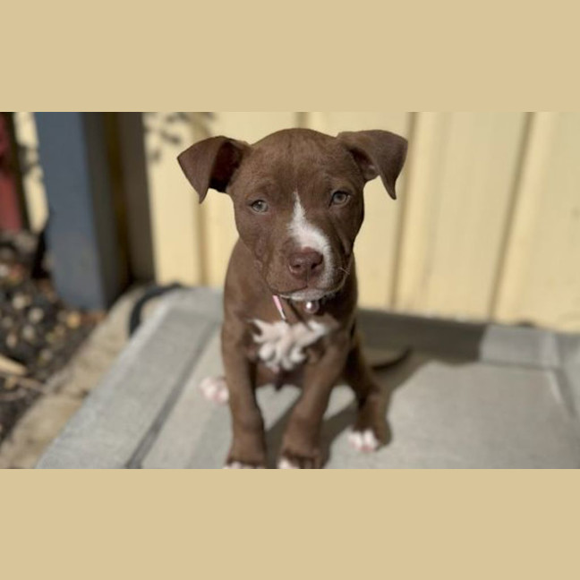 Photo of Milo