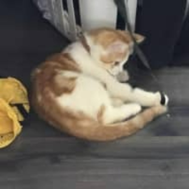 Photo of Viper **2nd Chance Cat Rescue**