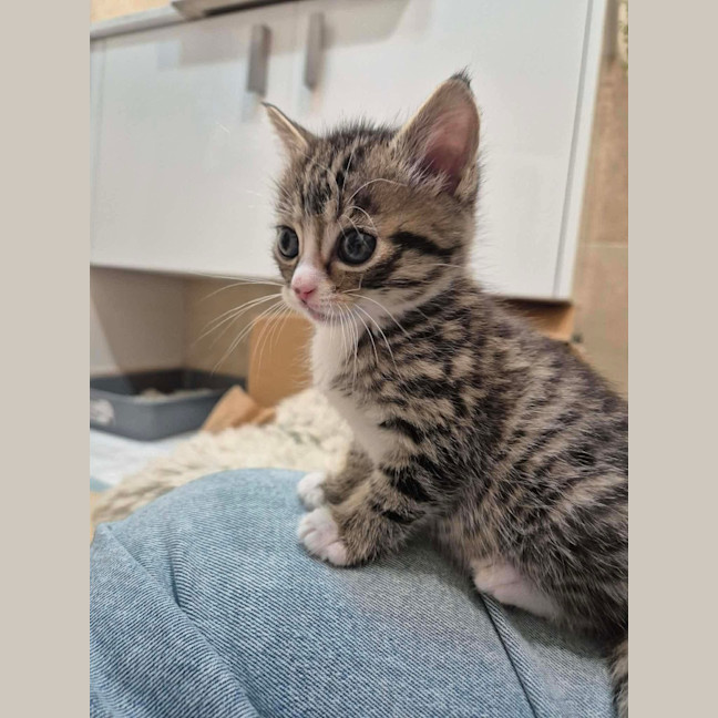 Photo of Camp Chair (Cc)