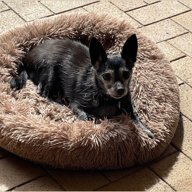 Photo of Jelly