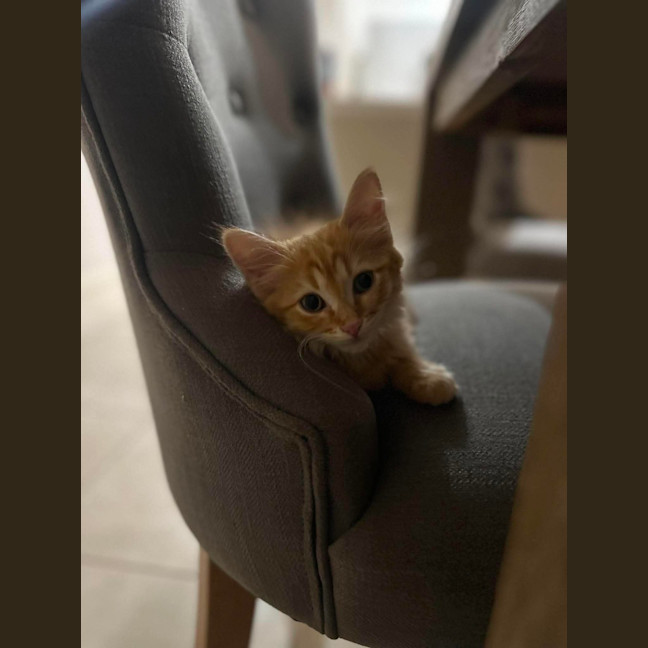 Photo of Cheetos