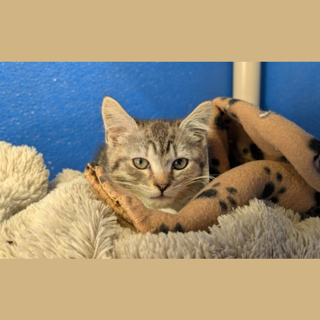 Photo of Bluey