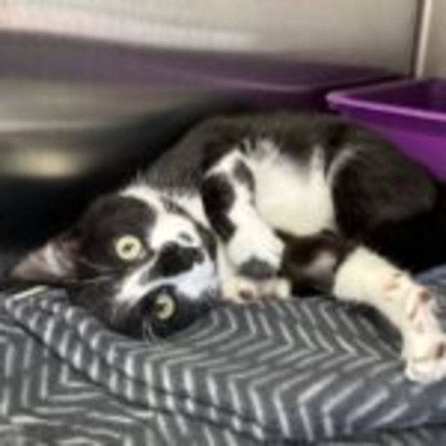 Photo of Salem & Saxon