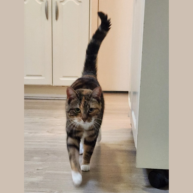 Photo of Juno