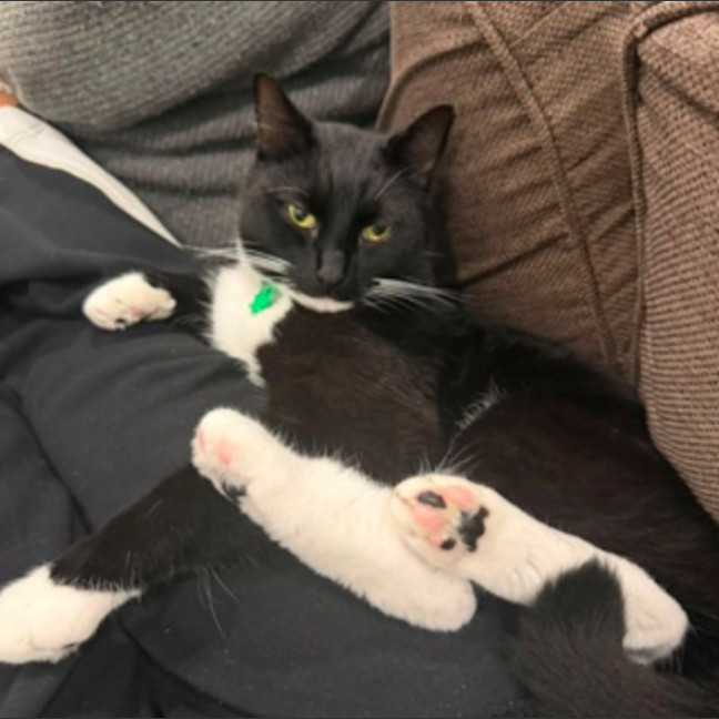 Photo of Biscuit