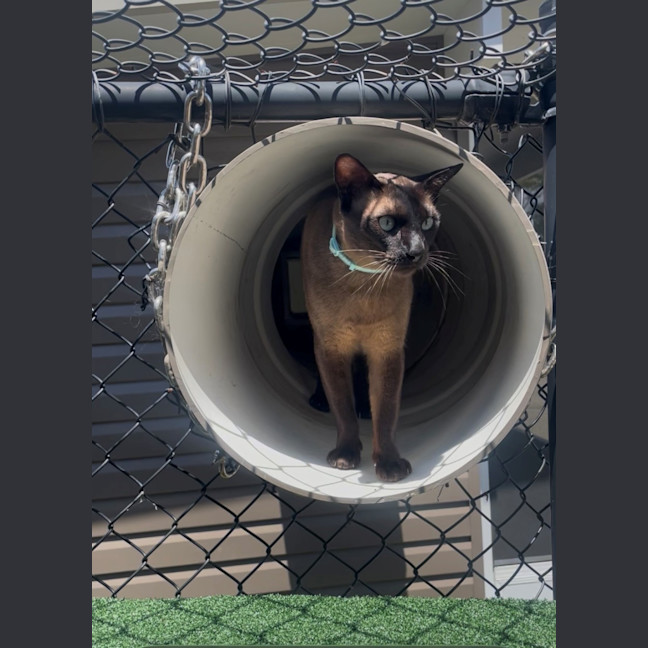 Photo of C1558 Timmy